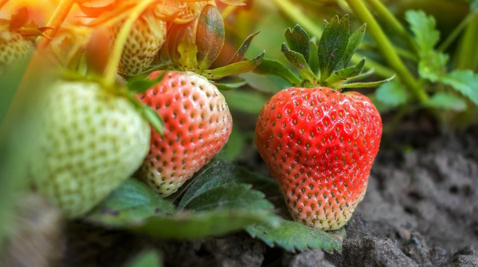 Niedojrzałe truskawki. Zobacz, czy można je jeść (WIDEO)