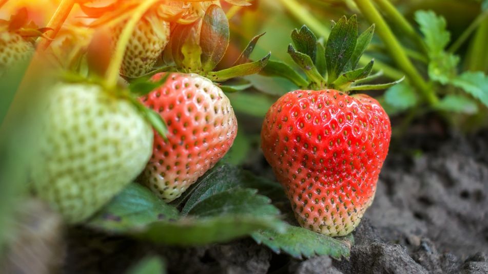 Zielonkawe truskawki mogą wywołać wzdęcia