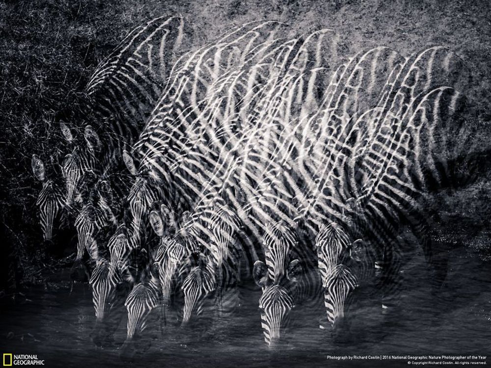 Fotografie natury, która nie przestaje zachwycać. Oto finałowe prace konkursu National Geographic Nature Photographer of the Year 2016 43