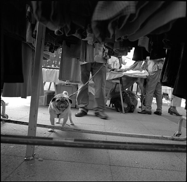„Dog Stories" - pieskie życie na czarno-białych fotografiach Roberta Kresy 18