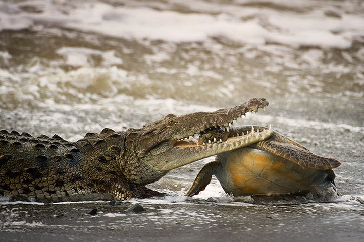 Polak wśród zwycięzców Wildlife Photographer of the Year 2013 [galeria] 7