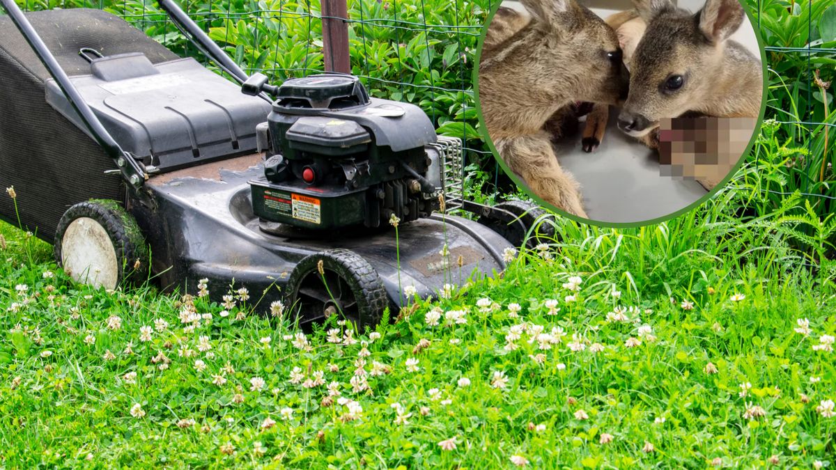  Dwie małe sarenki zostały zmasakrowane przez kosiarkę pod Dzierżoniowem.