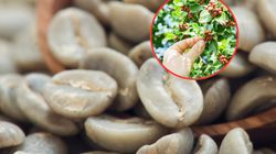 Na czym polega fenomen zielonej kawy? Czy faktycznie odchudza?