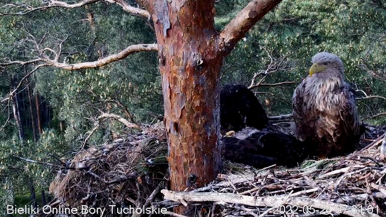 Rodzina bielików z Borów Tucholskich wzbudza emocje. "Taka jest natura"