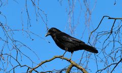 Orlen idzie na wojnę z ptakami. Wskazał "gatunki konfliktowe"