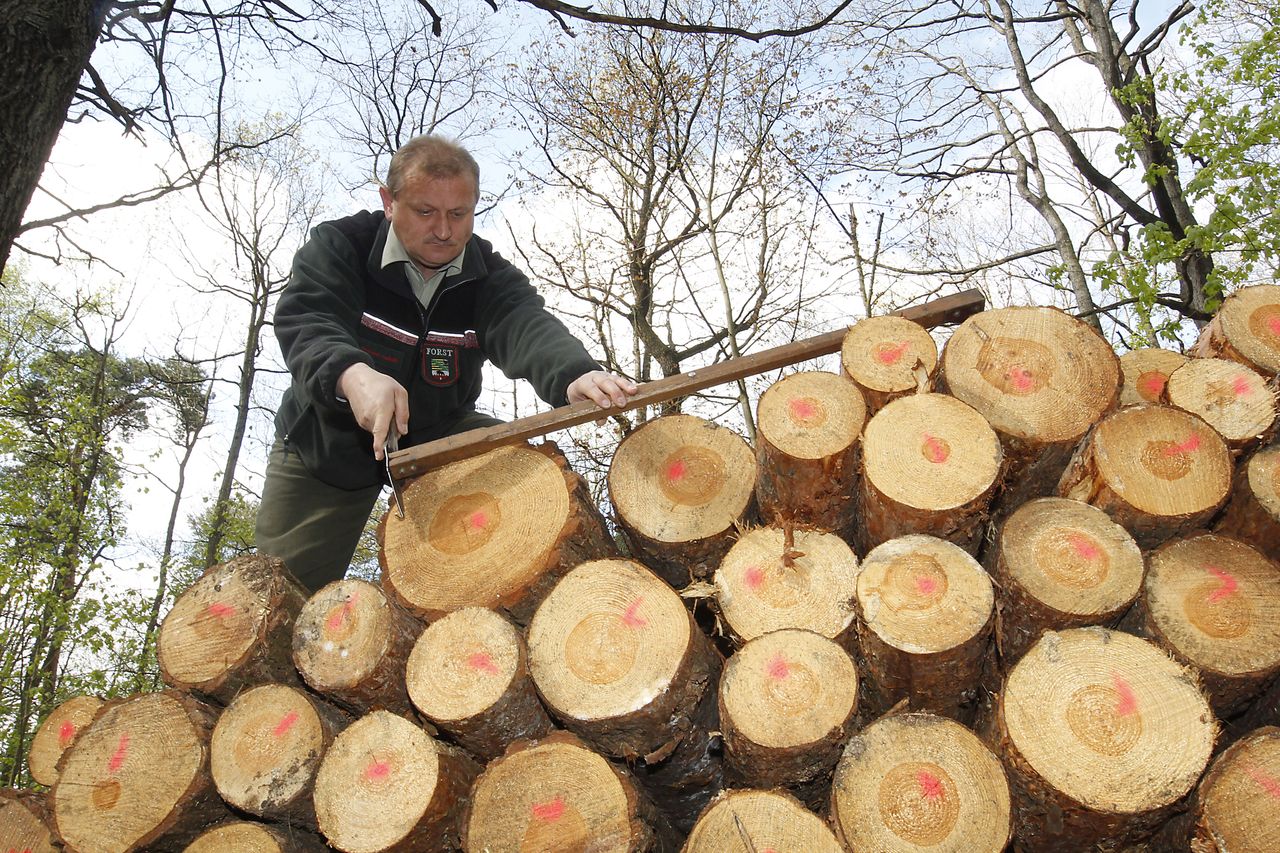 Wobec kryzysu energetycznego zdesperowani są też Niemcy. Z lasów ginie drewno przygotowane przez leśników