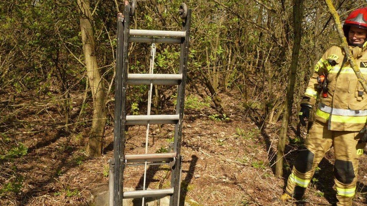 Strażacy stanęli na wysokości zadania