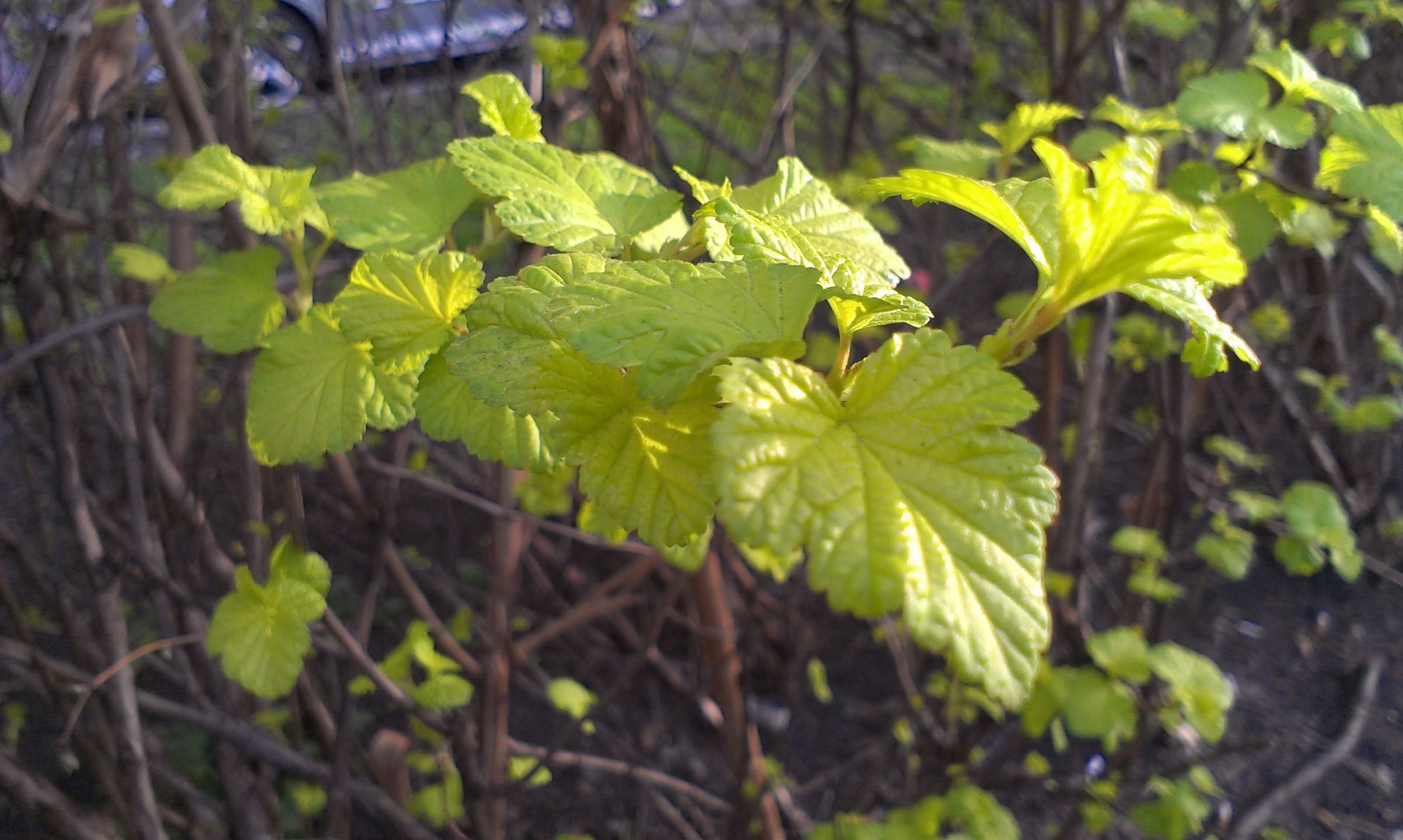 HTC One V robi całkiem dobre zdjęcia [galeria] 14