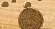 Raport USDA. Światowe zbiory rosną, ceny spadają
