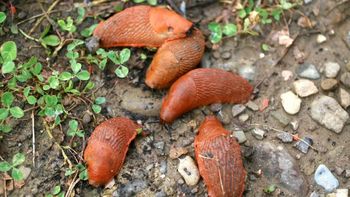 Ogród bez ślimaków? Ten prosty trik robi furorę wśród ogrodników