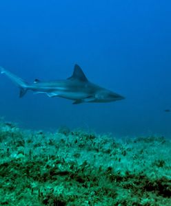 Rekiny także w Europie. Władze alarmują przed atakami