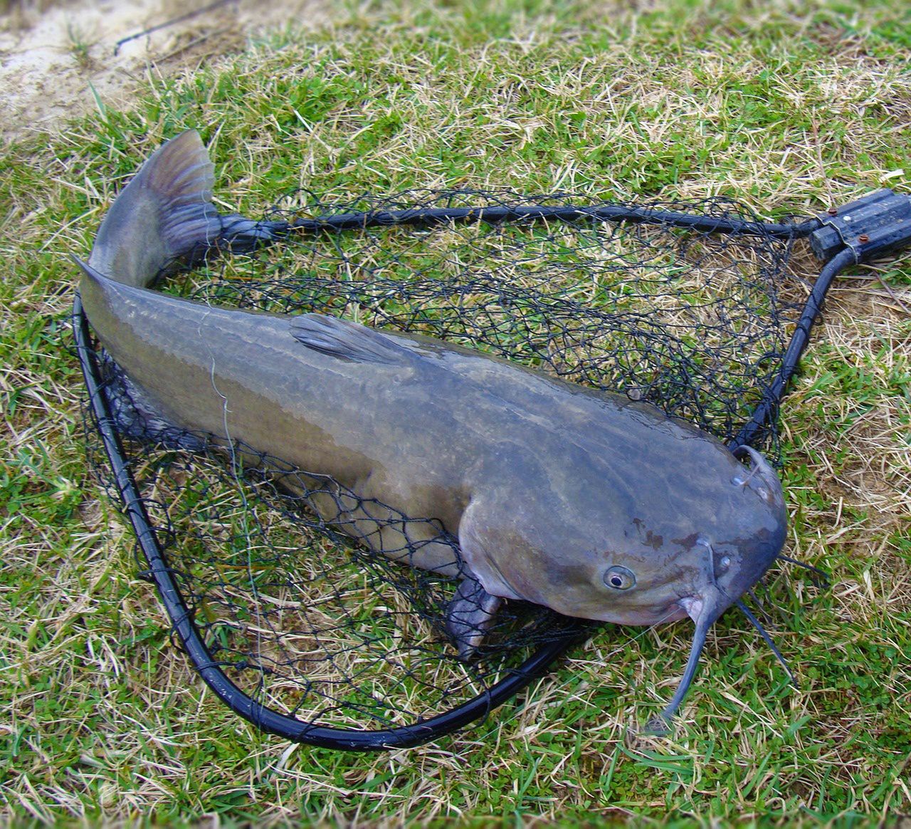 The wels catfish is the largest freshwater fish in Europe.