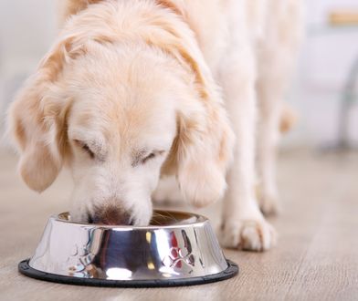 Szwedzki gigant kupuje polską firmę. Znają ją wszyscy miłośnicy psów