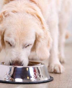 Szwedzki gigant kupuje polską firmę. Znają ją wszyscy miłośnicy psów