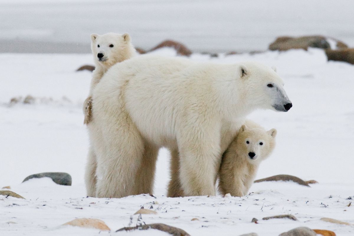 Polar bear's adaptability: size, UV absorbing fur, and underwater hunting prowess
