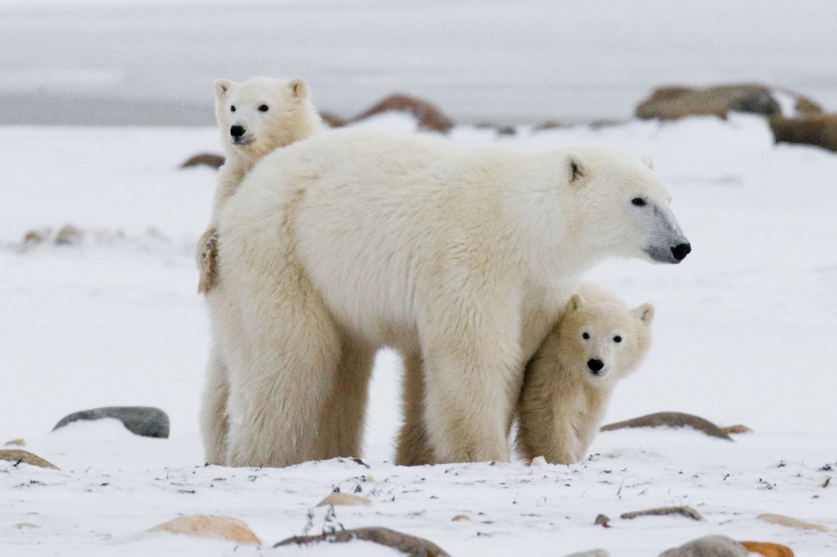 A polar bear with offspring.