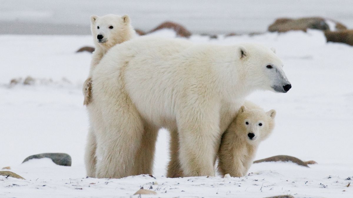 Niedźwiedź polarny z potomstwem.