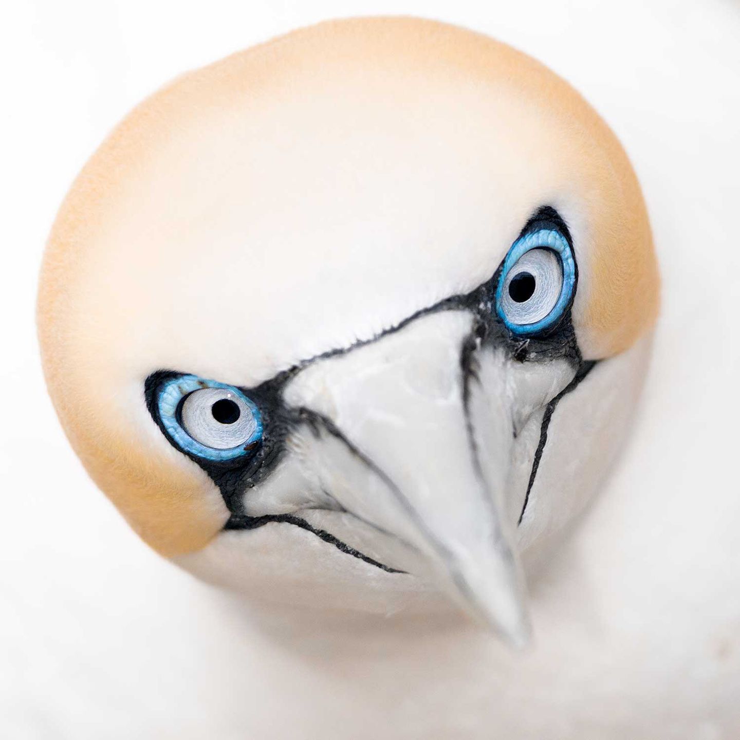 British Wildlife Photography Awards 2017 – najlepsze zdjęcia dzikiej przyrody z Wielkiej Brytanii. Zobaczcie ich historie 3