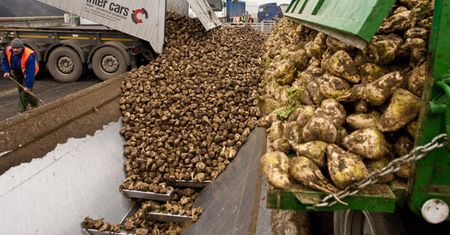 Protest plantatorów i pracowników cukrowni w Malborku