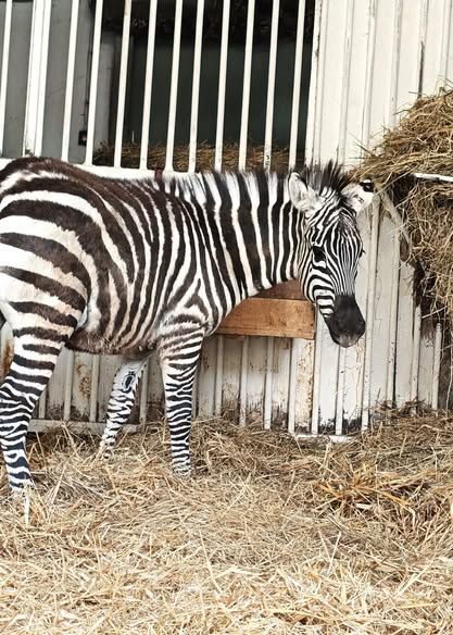 Zebra Łezka