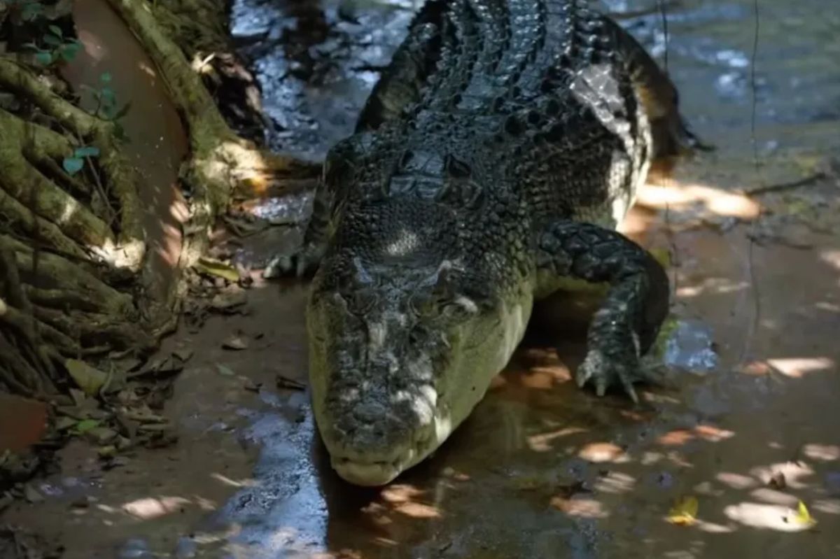 Farewell to Cassius: World's largest captive crocodile dies at 120