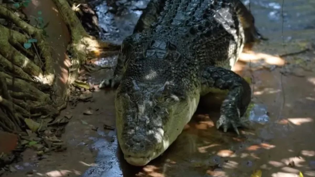 Nie żyje największy krokodyl żyjący w niewoli.