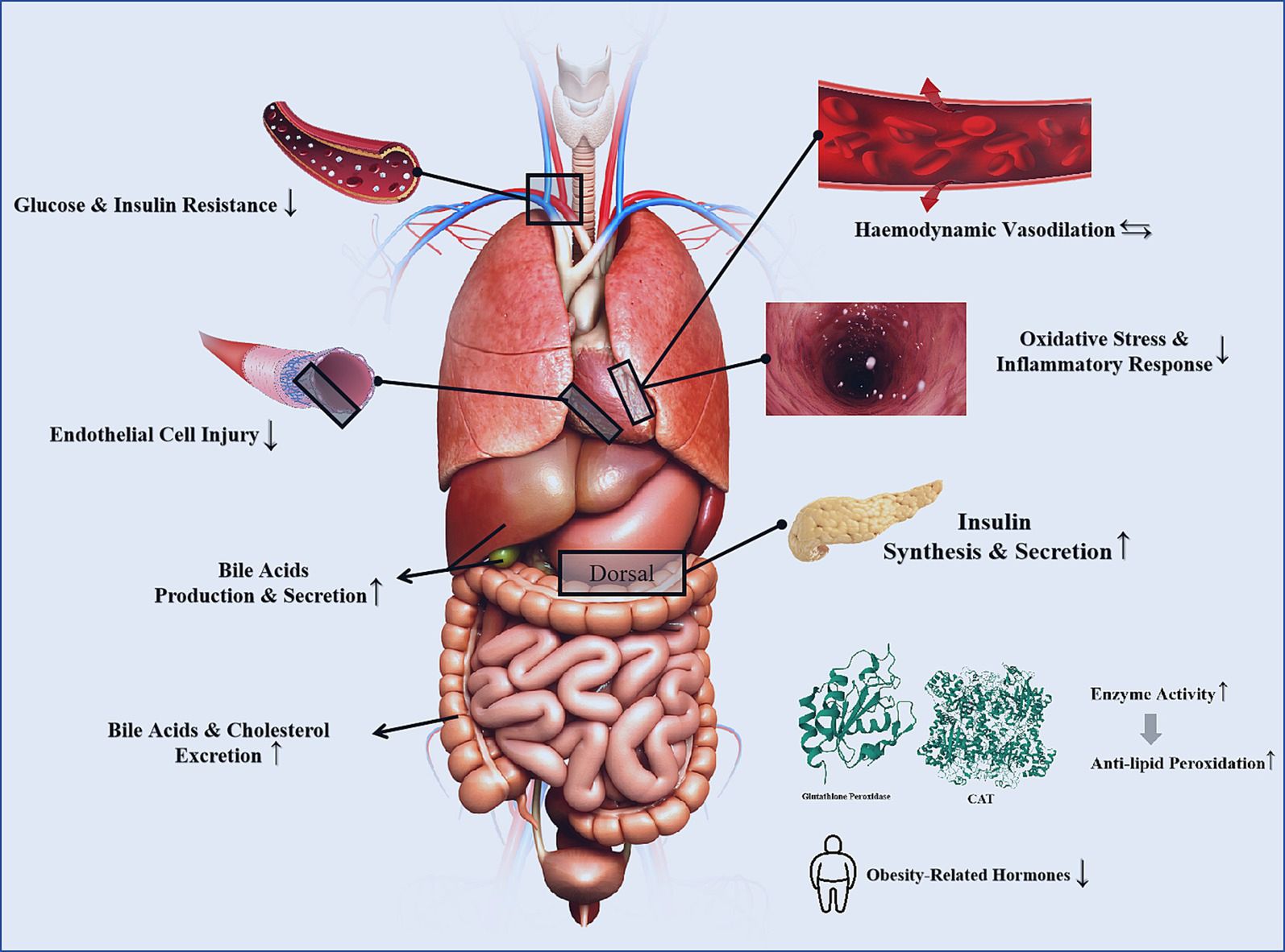 Herbata a choroby układu krążenia.