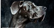 Dog niemiecki – pies, który zajmuje całą kanapę, ale też Twoje serce