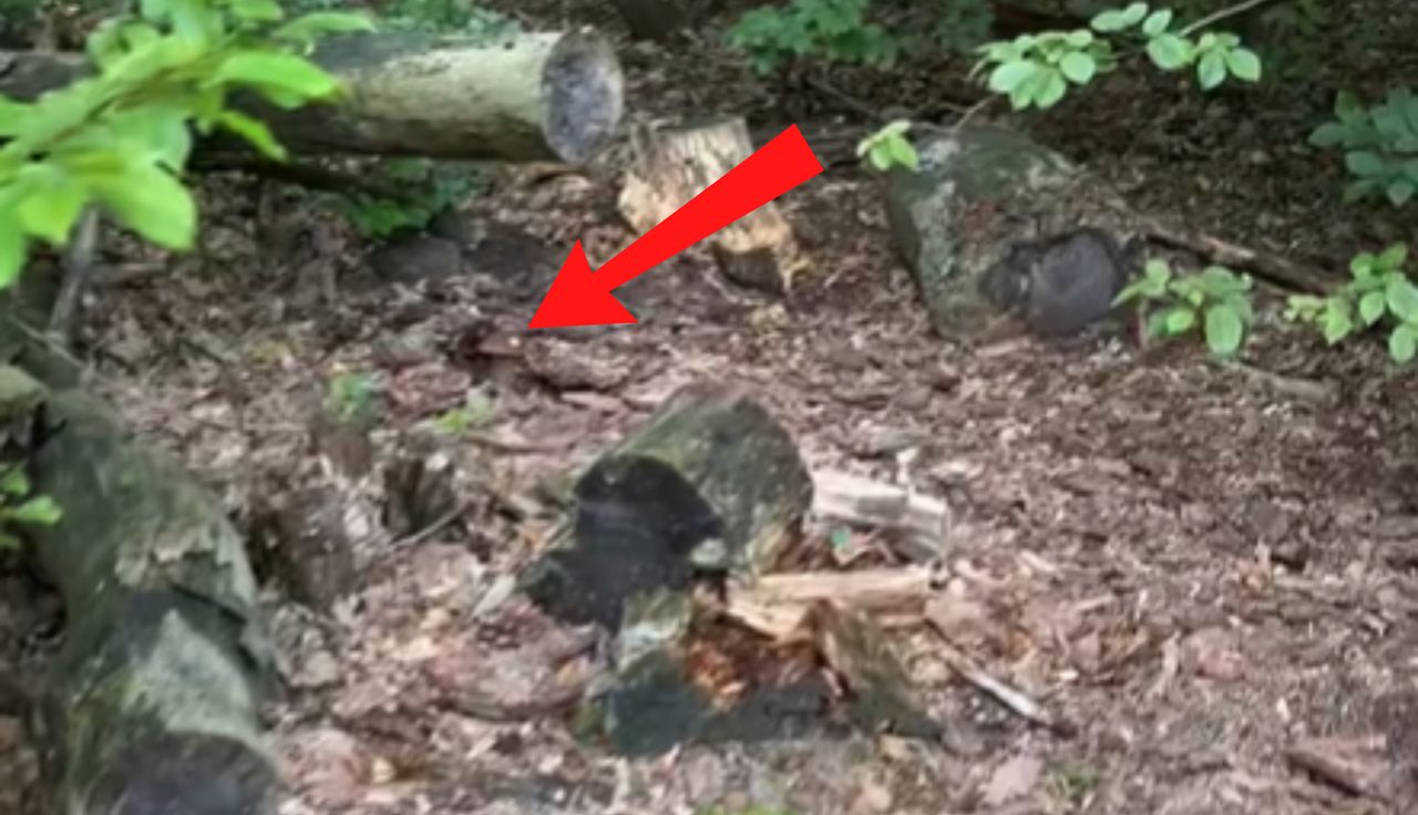 "Ale cudo". Niosą się ujęcia z lasu. Trudno oderwać wzrok