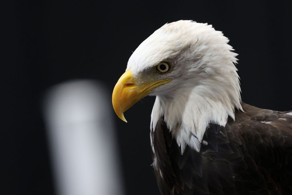 The Royal Agricultural Winter Fair in Toronto
TORONTO, CANADA - NOVEMBER 6 : A bald eagle is seen during the 'Birds of Prey' show within the 101st edition of Royal Agricultural Winter Fair at Exhibition Place in Toronto, Ontario, Canada on November 6, 2023. The Royal is the largest combined indoor agriculture fair and international equestrian competition in the world. (Photo by Mert Alper Dervis/Anadolu via Getty Images)
Anadolu
animals, attraction, fair, farming, ontario, the royal