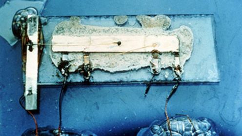 Święto 1-szego chipa 1