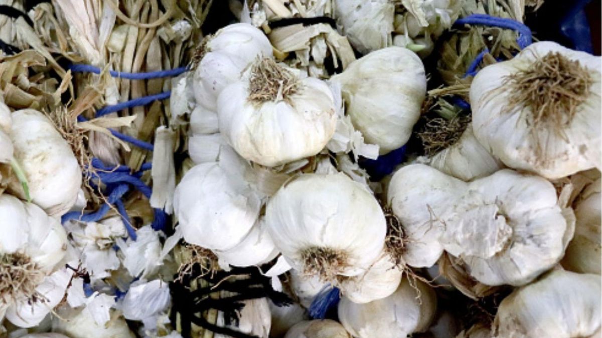 Czosnek może szkodzić. Kto nie powinien go spożywać?