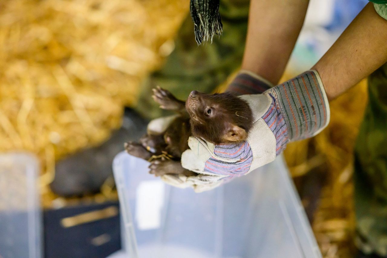 Jedyne zoo w Polsce, w którym można je zobaczyć. Teraz rodzina się powiększyła