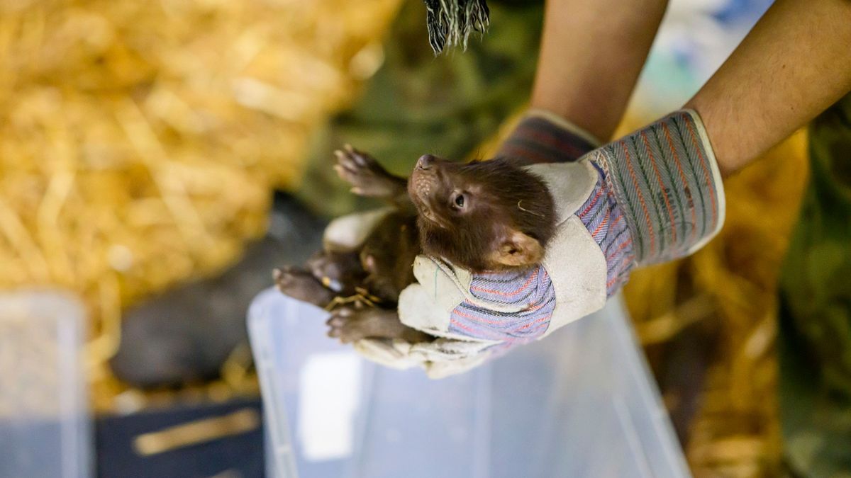 Maluszki przyszły na świat w łódzkim zoo 