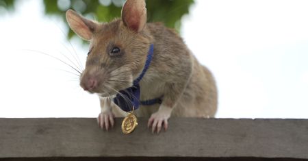 Szczur otrzymał od Brytyjczyków medal. Za skuteczne wykrywanie min