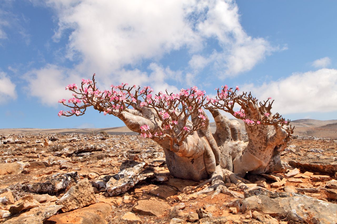 Unique vegetation attracts tourists to Socotra.