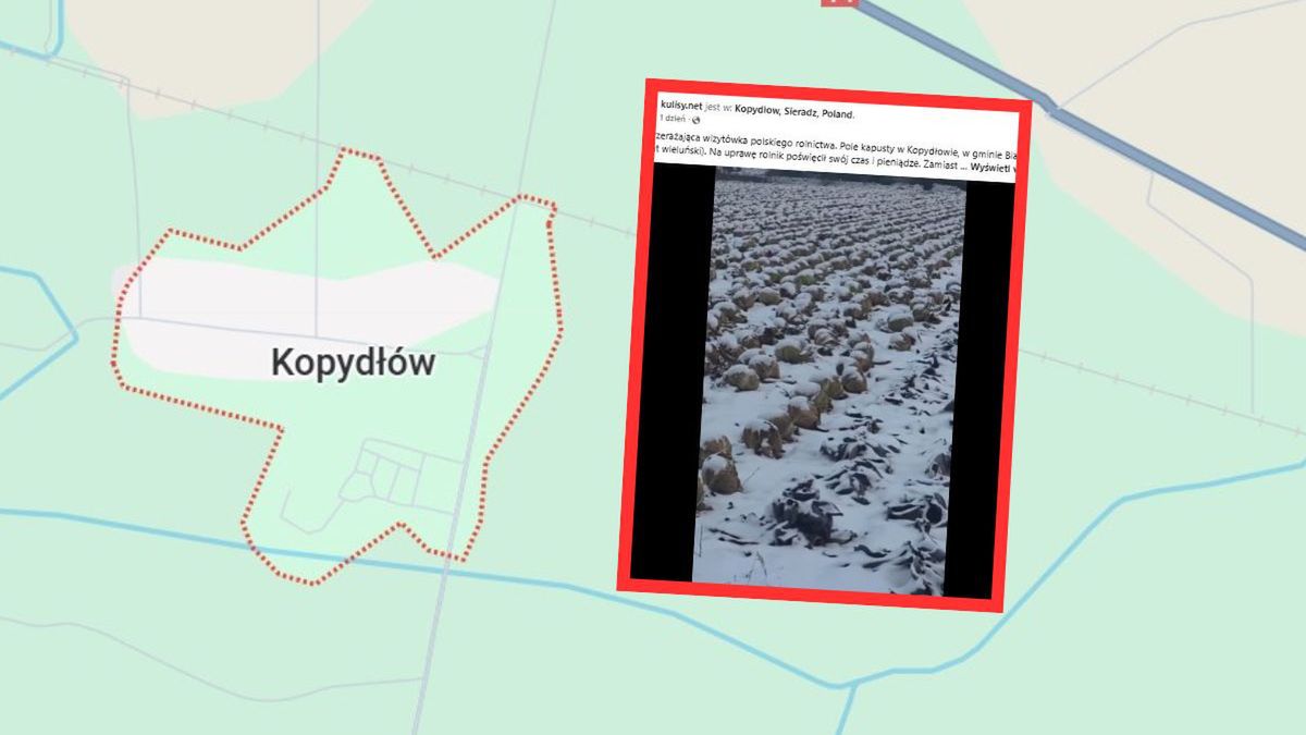 Zamarznięta kapusta pod śniegiem