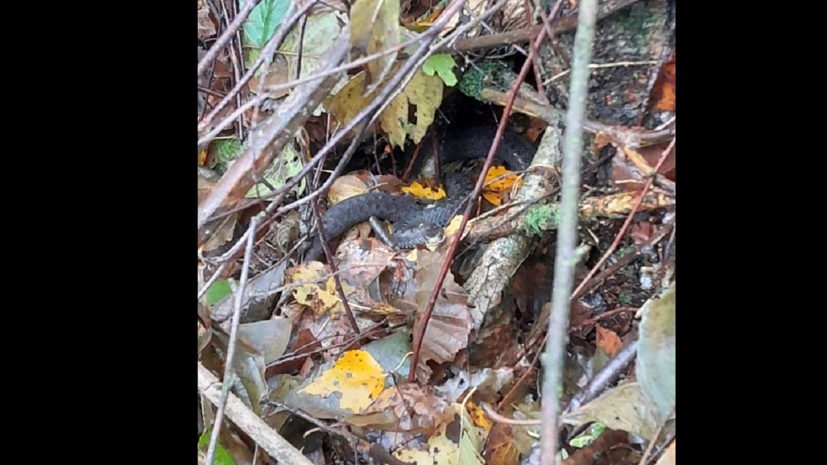 Pokazali to zdjęcie. Ostrzegają spacerowiczów. 