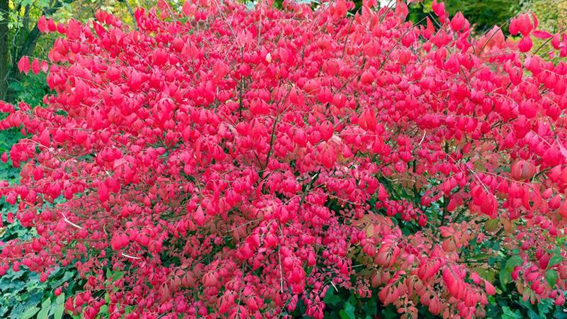 Trzmielina oskrzydlona jest odporna na wiele chorób