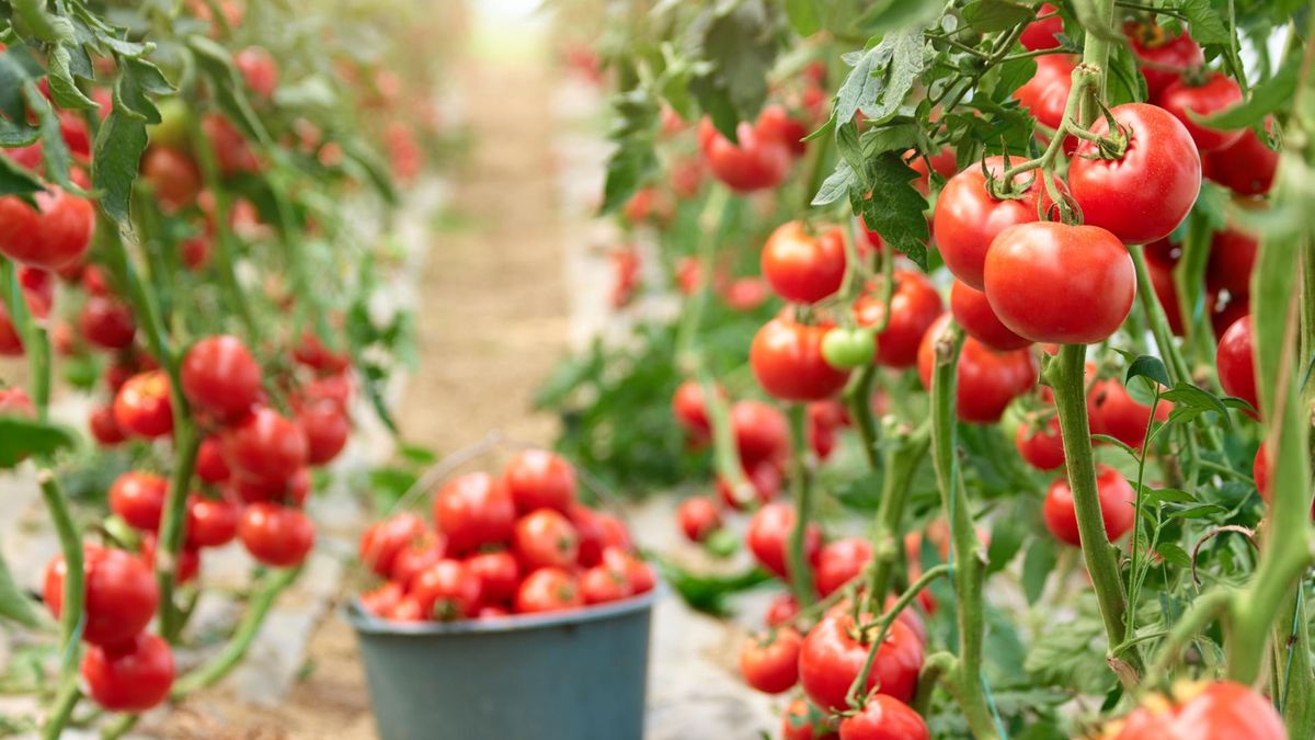 Pomidor malinowy to jedna z najbardziej znanych odmian pomidora na świecie