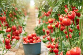 Pomidor malinowy - właściwości, wygląd, pomysły na przepisy
