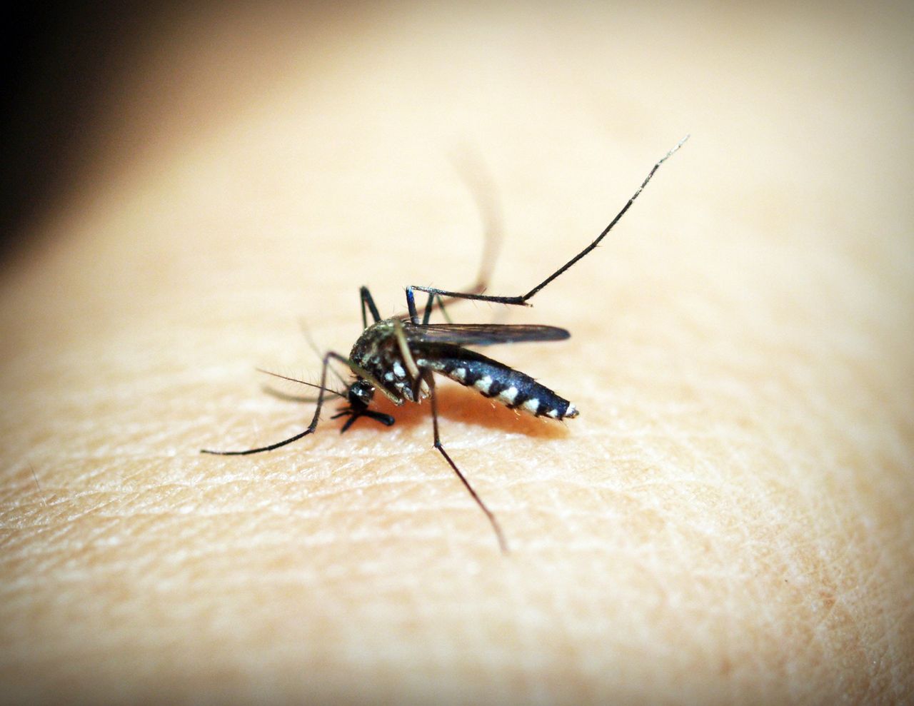 Ekspertka: gryzące nas komarzyce czekały nawet kilka lat na wylęgnięcie
