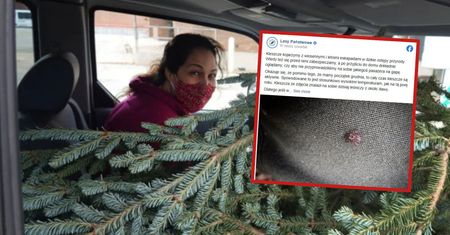 Lasy Państwowe ostrzegają. Mogą ukrywać się w choince i rozbiec po domu