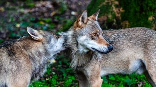 Wilki pojawiły się w kilku miejscowościach. Jest apel do mieszkańców