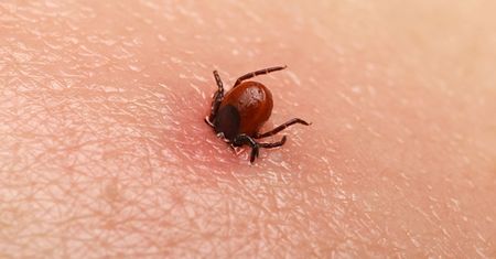 Spryskaj działkę. Kleszcze uciekną co do jednego