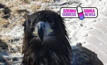 Młody bielik leżał przy drodze. Pomogła szybka reakcja