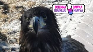 Młody bielik leżał przy drodze. Pomogła szybka reakcja