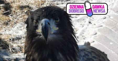 Młody bielik leżał przy drodze. Pomogła szybka reakcja