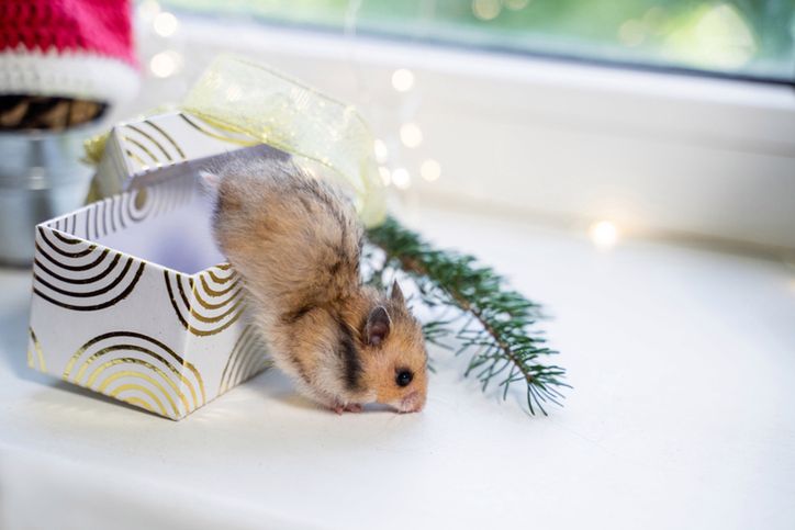 Przyniósł chomika na porodówkę