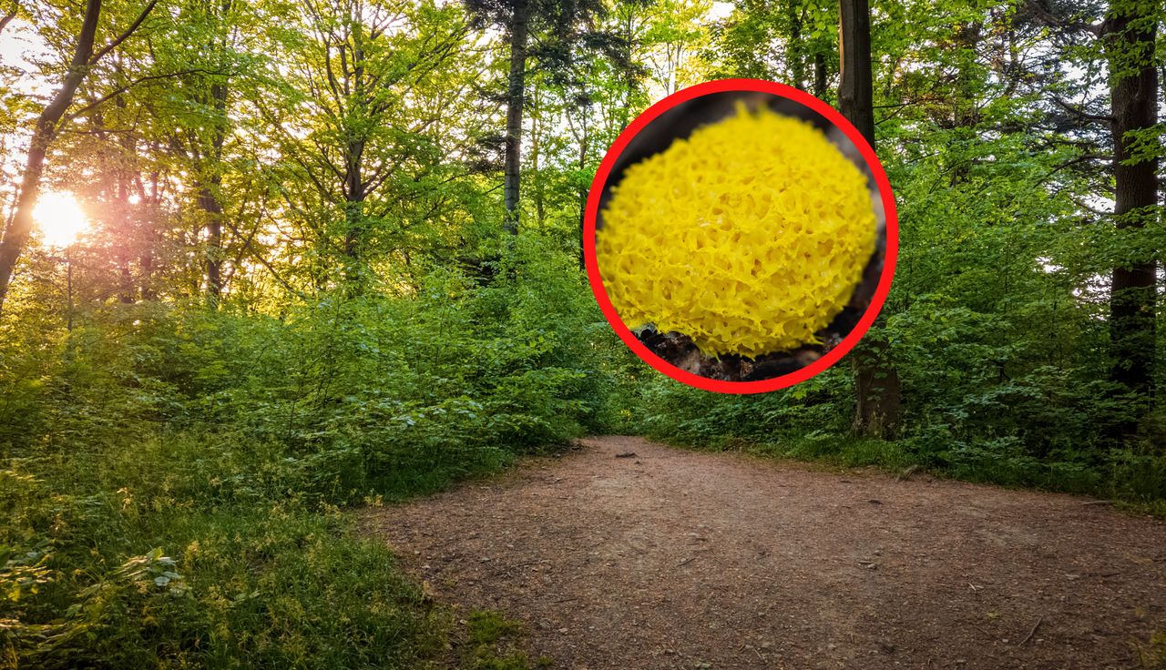 40 lat stażu. Coś takiego ujrzała pierwszy raz. "Potrafi się ruszać"